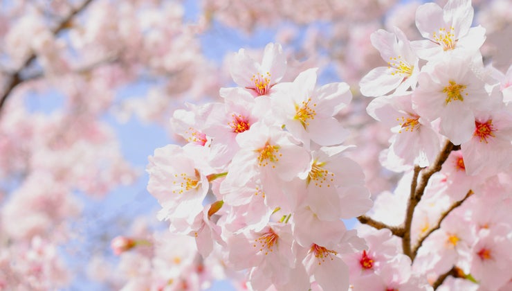 Step Into Spring