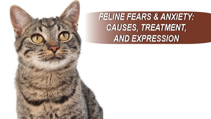 Feline Fears & Anxiety: Causes, Treatment, and Expression | Tawzer Dog - Feline Anxiety Relief Programs