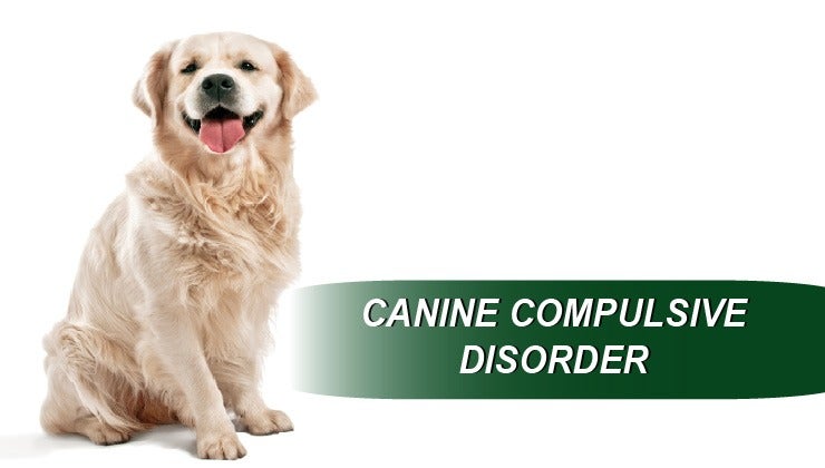 Picture of Canine Compulsive Disorder | Tawzer Dog