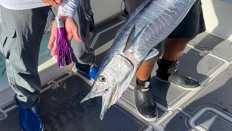 wahoo fish speed