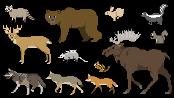north-american-forest-mammals-the-kids-picture-show