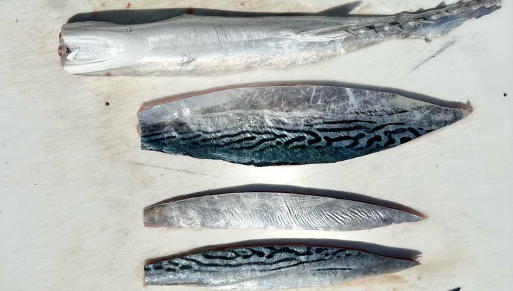 Processing Bonito for Swordfish & Wahoo | The Crew Platform