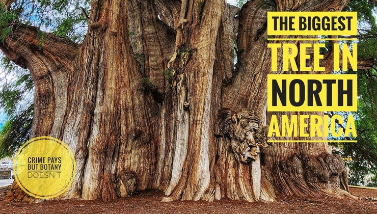 the-biggest-tree-in-north-america-crime-pays-but-botany-d-means-tv