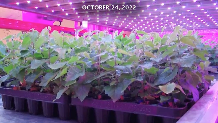 Growing Green | WORLD Watch