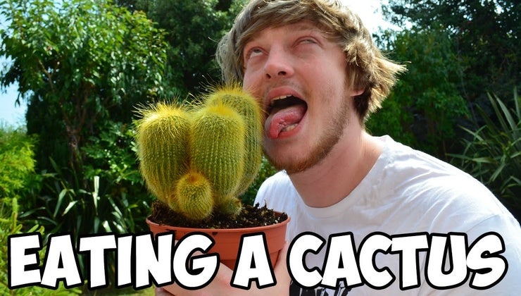 Eating A Cactus