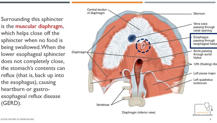 Gastroesophageal reflux disease (GERD)