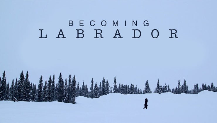 Becoming Labrador