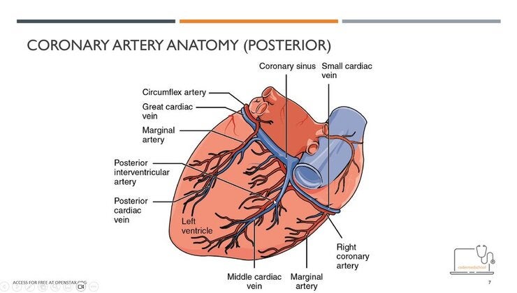 01. Cad Anatomy Patho