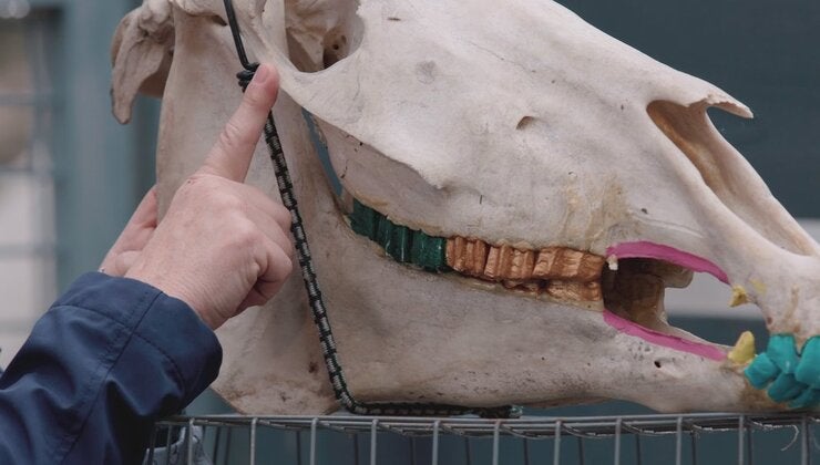 Bitting & Your Horse's Mouth with Dr. Bess Darrow - Understanding Your ...