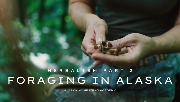 Foraging In Alaska - Elaine Martin