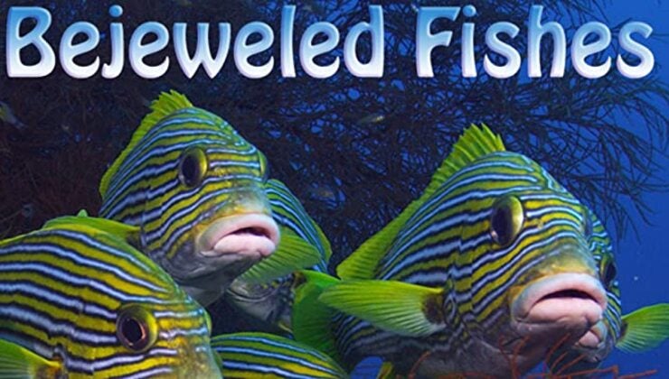 Bejeweled Fishes