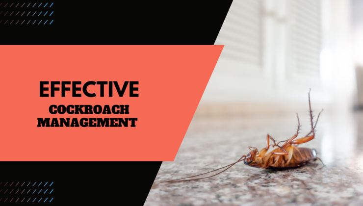 Effective Cockroach Management