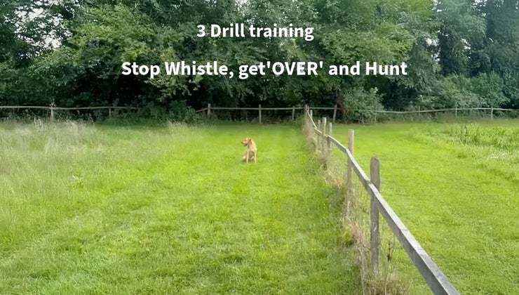 3 Gundog training Drills together - Stop Whistle, get Over the fence ...