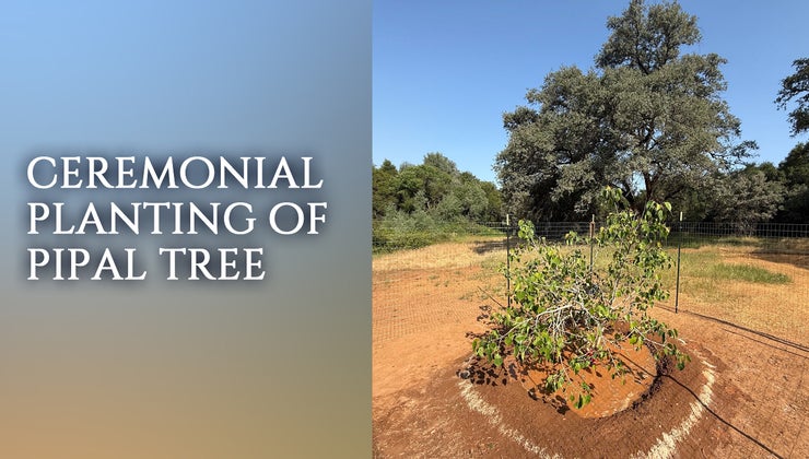 Pipal Tree Planting Ceremony