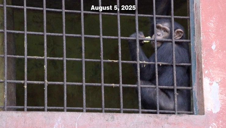Chimp Sanctuary | WORLD Watch