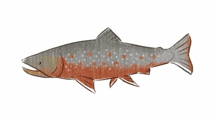 Uliaq'S Amazing Animals_arctic Char_eng