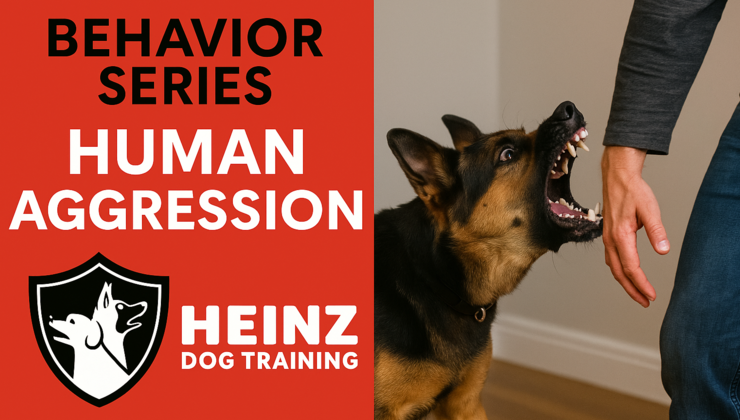 Human Aggression Dog Training – The Complete Guide | Richard Heinz ...