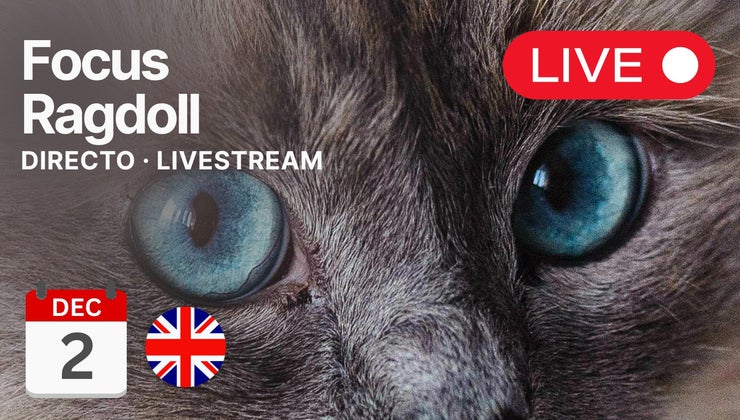 2 DEC · LIVE / Ragdoll / Focus Course