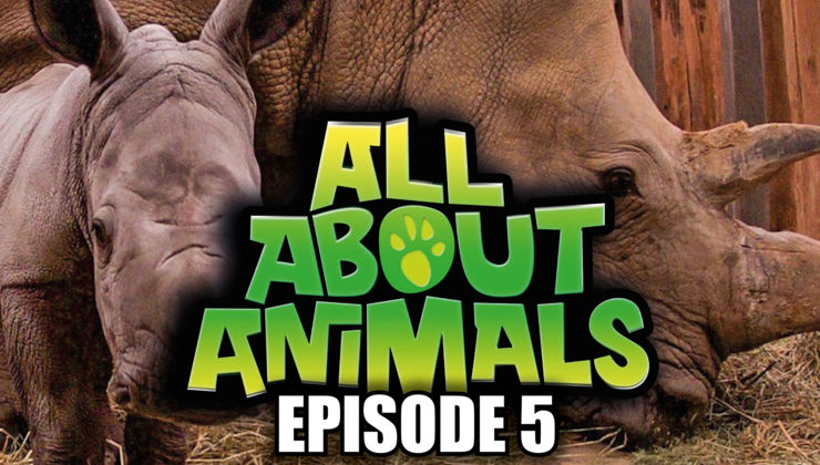 All About Animals - Series 1 - Episode 5