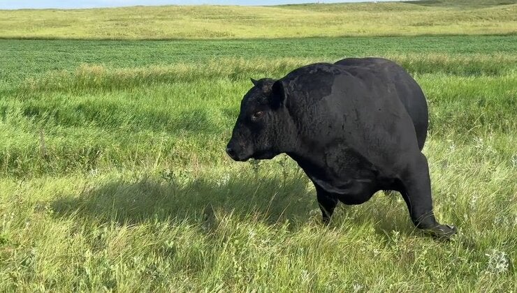 Ellingson Angus