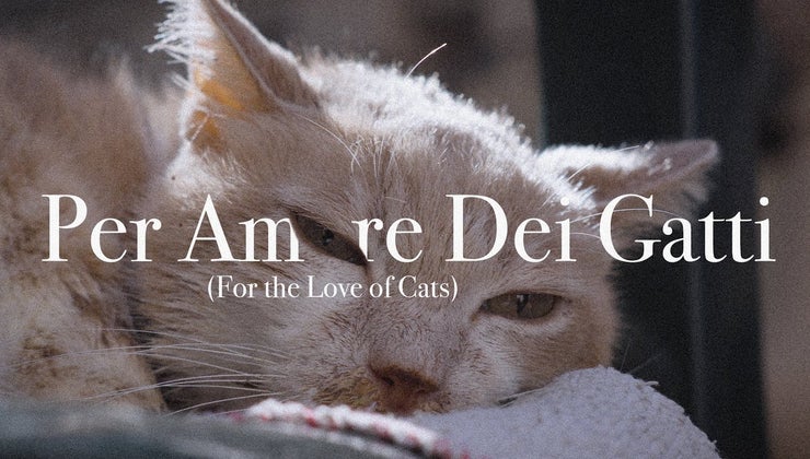 For the Love of Cats