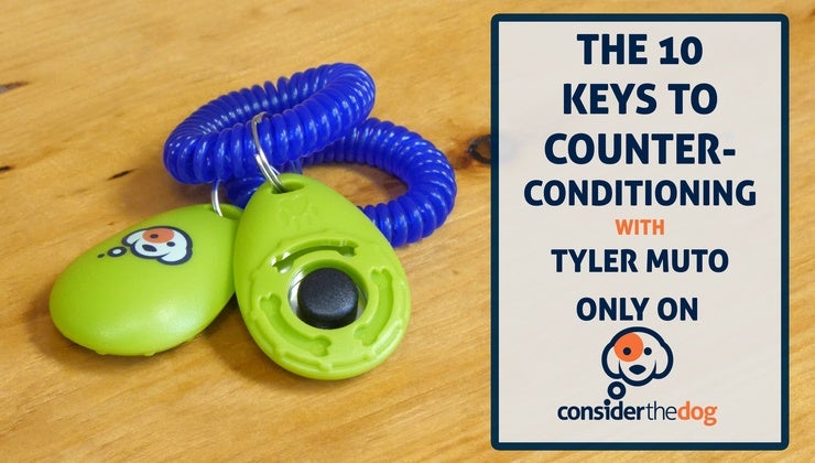 Counterconditioning in Dog Training
