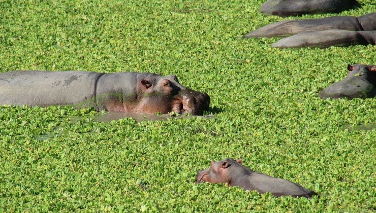 What's it like to go on a Safari? | EXPLR