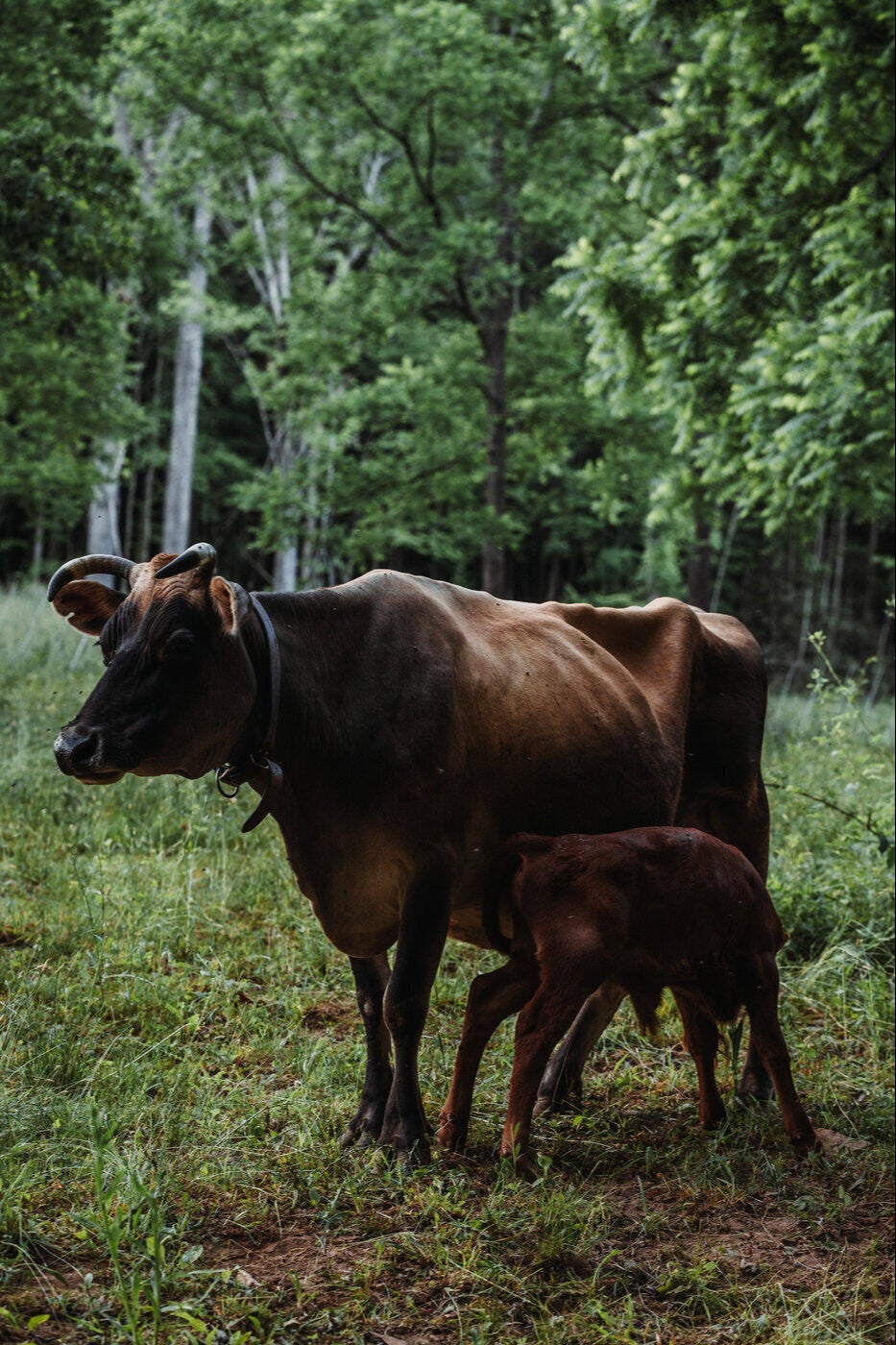 Family cow with her calf nursing in the pasture