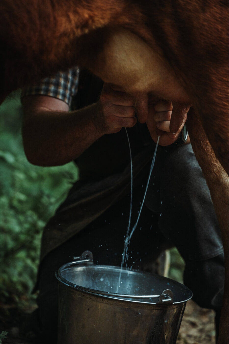 Hands milking into a stainless steel bucket