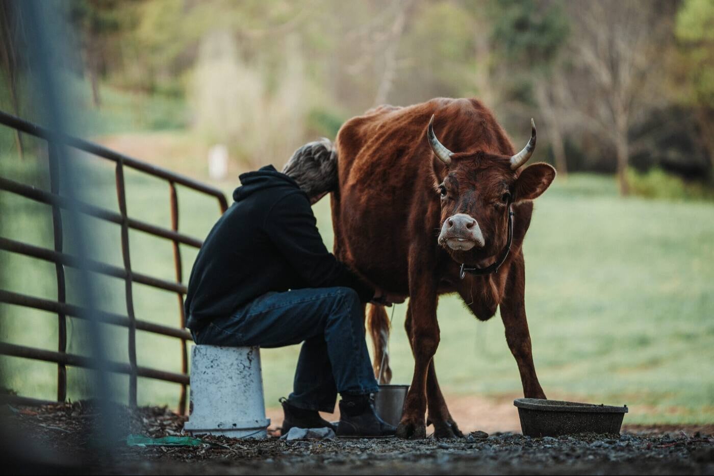 Justin milking the family cow in the pasture