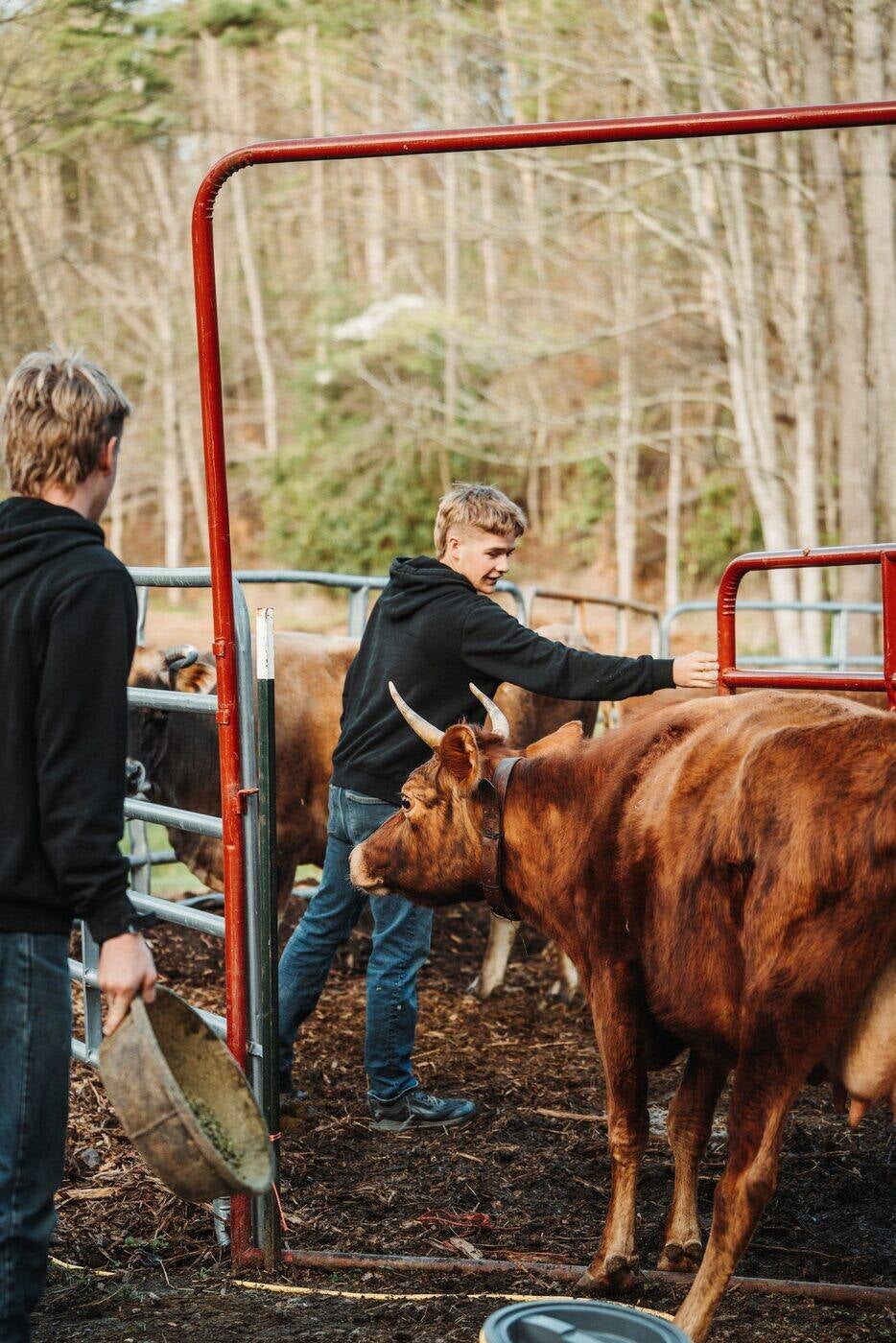 Two of the Rhodes boys working the cows at the gate