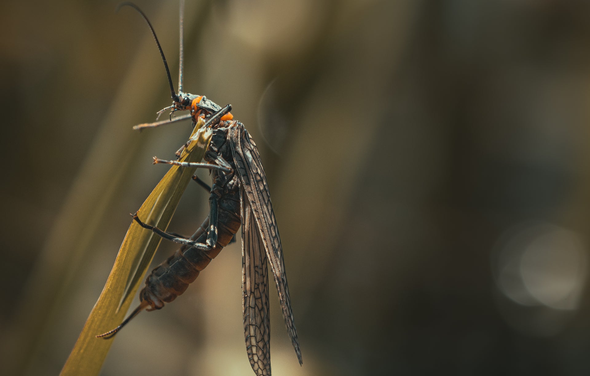 Understanding the Salmonfly Hatch