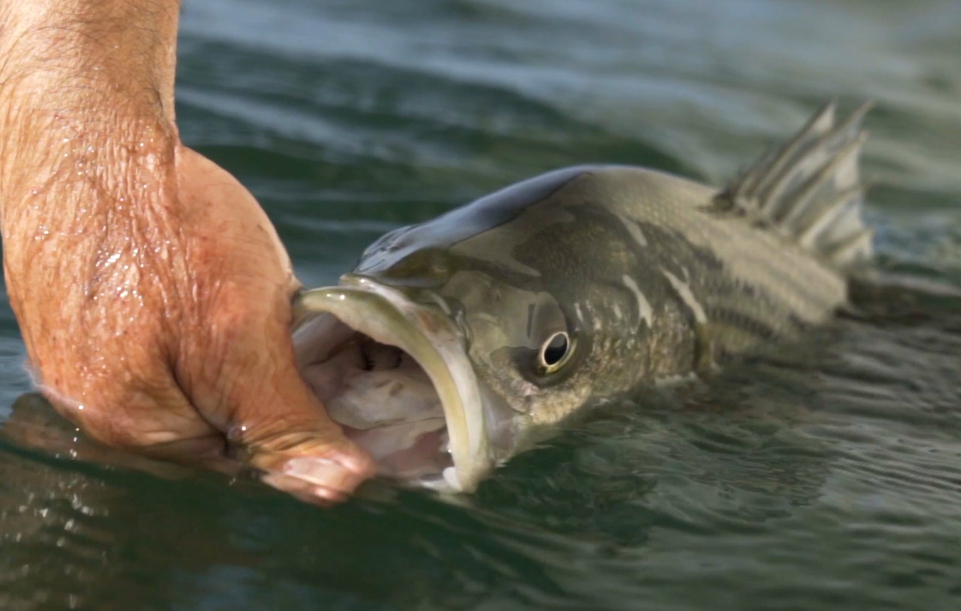 Targeting Striped Bass