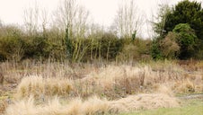 winter to spring garden