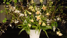 narcissi blossom arrangement