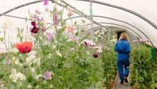 sweet peas in polytunnel