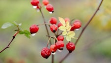 rosehips