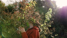 rosehips