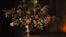 chrysanthemum