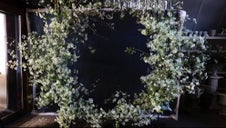 The pale garden