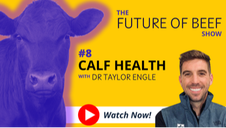 The Future of Beef: Raise Better Calves—With Fewer Treatments