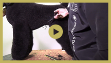 Standard Poodle - German Trim