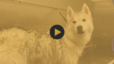 The Husky - Bath & De-Shed