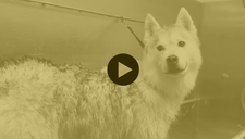 The Husky - Bath & De-Shed