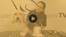 The PBGV - Learn the Breed