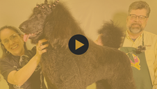 Show Poodle  - Bath & Brush