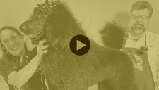 Show Poodle  - Bath & Brush