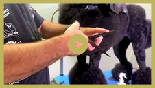 Scissor Work - Tips & Tricks