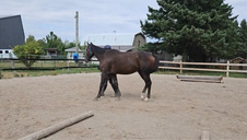 Classy OTTB Re-training