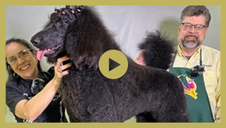 Show Poodle  - Bath & Brush